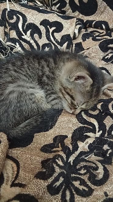 ev pisiyi: Tabbi, Yaxşı əllərə — 2