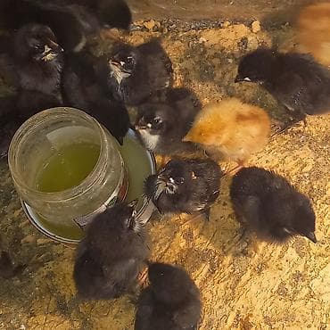 iran quslari: Toyuq cücələri, Ətlik — 4