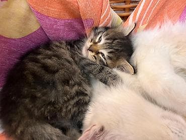 pişiy çantası: Tabbi, Yaxşı əllərə — 3