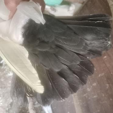 pavlin goyərcin: Qara boyun deste qara quyruq erkek mayad 2- birlikde 30 azn 1 eded — 6