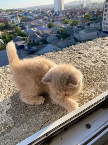 ən şirin pişiklər: Британская, Самка, Самец — 8
