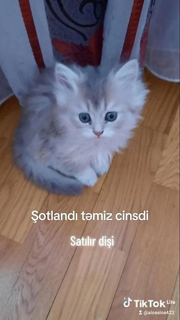 pisik almaq: Britan, Erkək, Dişi, Yaxşı əllərə, Ünvandan götürmə, Ödənişli çatdırılma — 7