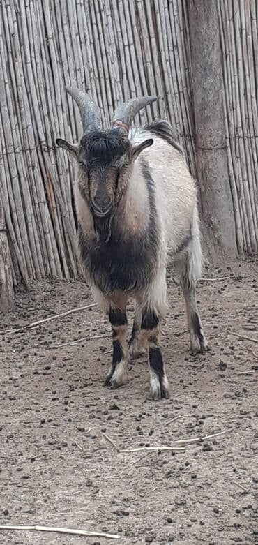 toy pudel satışı: Qızğın təkə 8 aylıq Alpin - Növlə: yerli keçi, erkək - Boynuzlar — 2