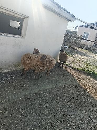 simental erkek dana: Dişi, Qala, il: 1, 50 kq, Damazlıq, Ünvandan götürmə — 2