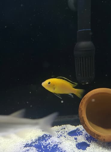 baliq tutmaq üçün yemler: Cixlid balığı, Yırtıcı, Ünvandan götürmə — 1