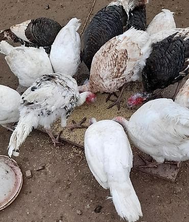 Digər heyvanlar: Tecili Satılır! 18 eded Hinduşka. 4 erkek qalanı fere. Hazırda — 3