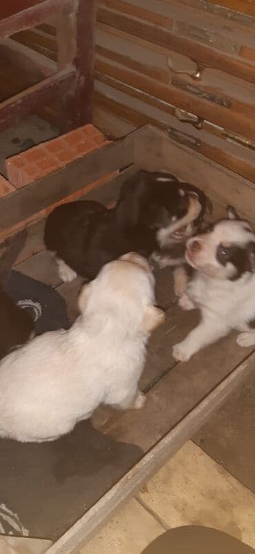 it aliram: Peyvəndli — 2