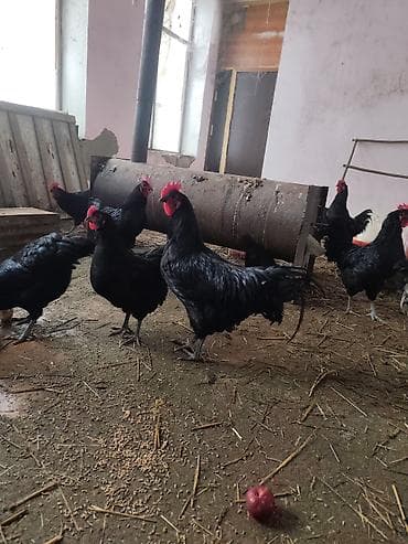 Digər kənd təsərrüfatı heyvanları: Avstroliup xoruztoyuqlar və Hind quşlari Amerkan Bronz Big 6 sortlar — 5