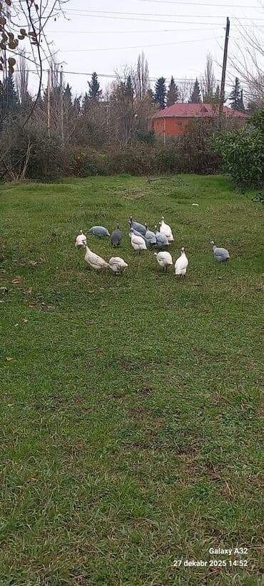 1 aylık doberman: Məhsul: Hind toyuqları – Qvineya quşları (keçilər) Təsvir: - Təbii — 3