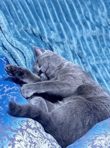 afcarka bala: Rus mavi, Dişi, Yaxşı əllərə, Ünvandan götürmə, Ödənişli çatdırılma — 2