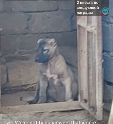 afçarka itlər: Kanqal — 1