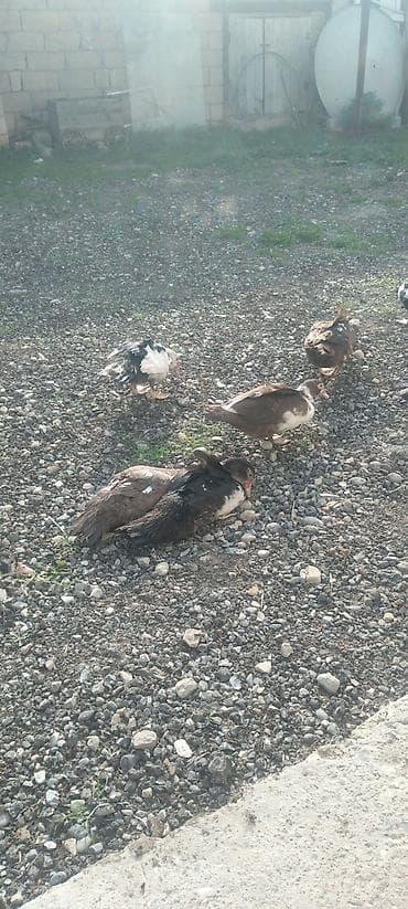 toyuq cüce: Muscovy ördək balaları (indo ducks) – müxtəlif rənglərdə cücələr - — 4