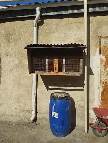 Balıqlar: Cöl ücün dəfəs — 2