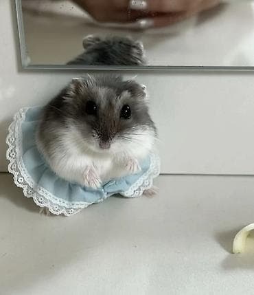 xamyak qefesi: Xamyak cunqarik bir cut ag vəya boz: Bir qəfəs bir kq yem iki aylıq — 5