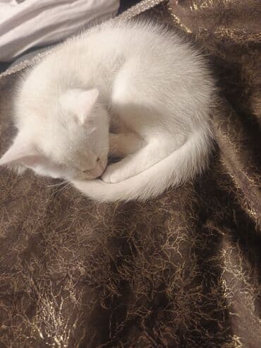 Dişi, Yaxşı əllərə lalafo.az -da Dişi, Yaxşı əllərə