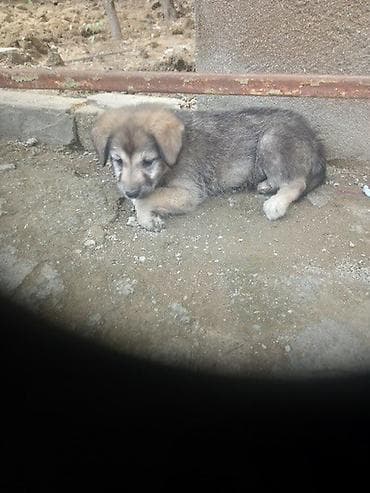 Xaski, 2 ay, Dişi, Ünvandan götürmə, Pulsuz çatdırılma, Ödənişli çatdırılma lalafo.az -da Xaski, 2 ay, Dişi, Ünvandan götürmə, Pulsuz çatdırılma, Ödənişli çatdırılma