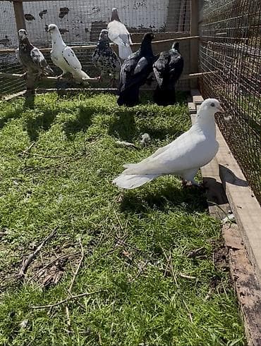 Quşlar: Göyerçinler satılır — 9