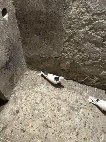 cau cau qiymeti: Kom 10
Manatdan tek tek ayri qiymetdi — 4