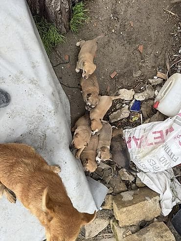 Peyvəndli lalafo.az -da Peyvəndli