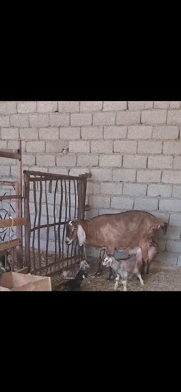 keçi satan: Alpin kecisi 4 lt sud verir 3 balasi var 28 I bu gun dogub cox saglam — 6