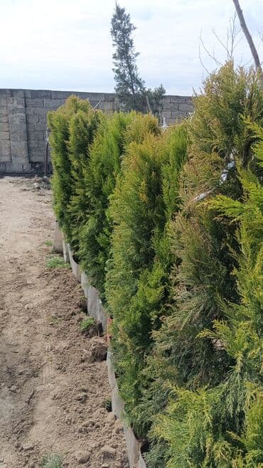 əhəng daşı satışı: Torf gubresinn satşi 2.50kepik çox olana endirim olacaq super — 2