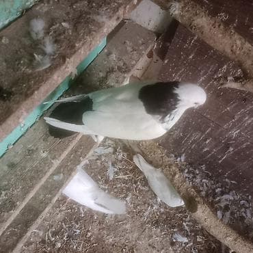 Qara boyun deste qara quyruq erkek mayad 2- birlikde 30 azn 1 eded lalafo.az -da Qara boyun deste qara quyruq erkek mayad 2- birlikde 30 azn 1 eded