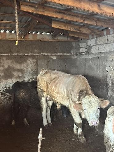 lalafo keci satisi: Satışda ətlik qaramal – bir neçə baş erkək heyvan. Xüsusiyyətlər: - — 1