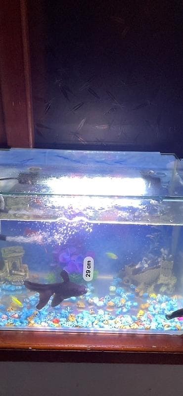 heyvanlar: Akvaryum seti – tam işlək komplekt - Şəffaf şüşə akvaryum, düzbucaqlı — 6