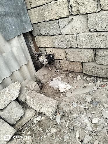 yumurta latoku: Mayali yumurta bu toyuglar in erazi zabirat 0.40 — 9