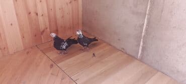 alişan: Növ: Bəzək/evcil göyərçinlər Say: 2 ədəd (cüt) Rəng: Qara fonda ağ — 3