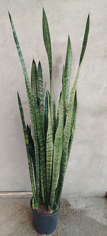 palet satisi: Satılır 🌿 Sansevieria (Qayınana dili) dibçək gülü satılır. Ev və ofis — 4