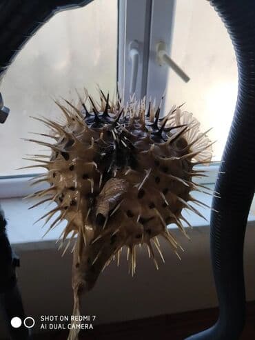 Şamdanlar: Рыба -еж рыба-шар чучело в наличии 2 шт — 10