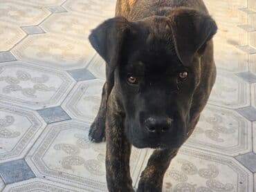 cane corso satisi: Kane-Korso, 3 ay — 5