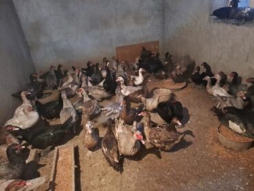 Erkək, | Lal ördək, Damazlıq