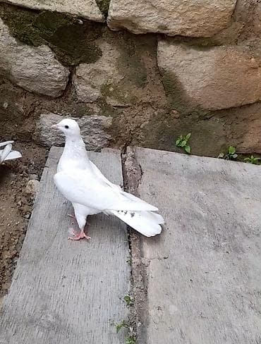 goyercin bazari: 2 gozu xalli birde mice quyrug 3 de mayadi 12 13 14 tuk vidyo ucun — 1