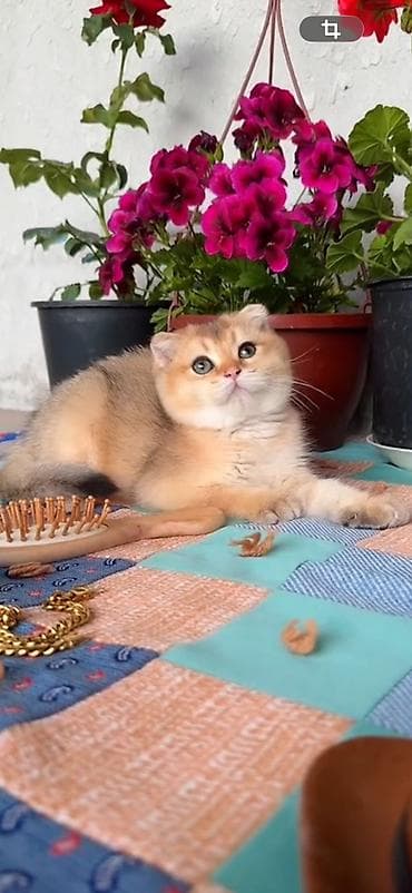 Şotland yastı qulaq, Erkək, Yaxşı əllərə