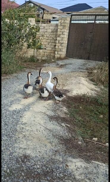 Akvarium aksessuar və ləvazimatları: Erkək, | Linda, Damazlıq, Ödənişli çatdırılma — 1