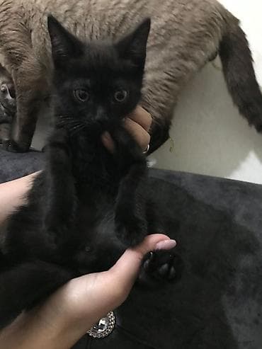 tüklü pişiklər: Yaxşı əllərə — 5