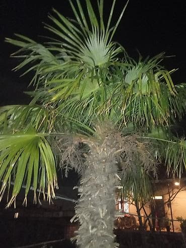 mixek gulunun adi: Dekorativ palma ağacı – fan tipli yarpaqlar - Növ: Fan yarpaqlı palma — 3