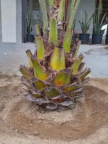 bitki: Xurmapalma (Phoenix dactylifera) – iri ölçülü, dekorativ landşaft — 2