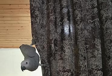 Зоотовары: Jako bala tutuquşu Danışır, ələ öyrəşib,sağlamdır — 2