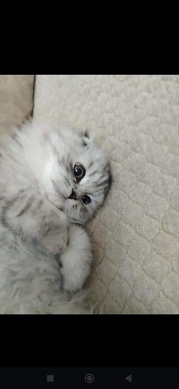 meymun bala: Britan, Erkək, Dişi, Yaxşı əllərə, Ünvandan götürmə, Pulsuz çatdırılma, Ödənişli çatdırılma — 7