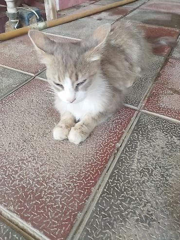 Dişi, Yaxşı əllərə, Ünvandan götürmə