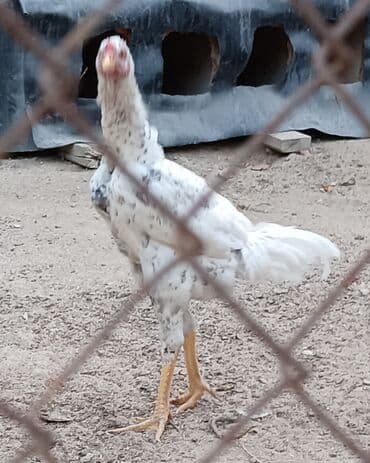 İtlər: Xoruz, il: 1, Ünvandan götürmə — 4