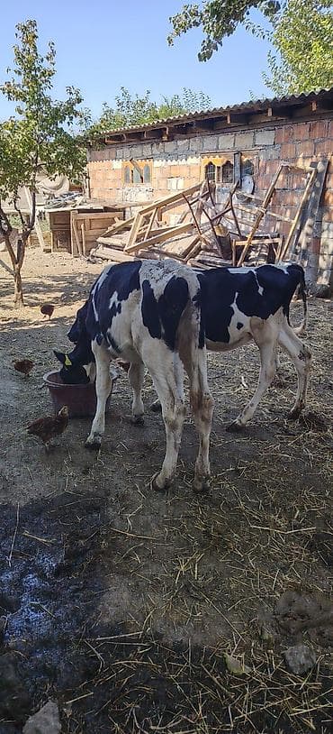 qaz və ordək: Dana, buzov, Dişi, Holsteyn, ay: 1, 80 kq, Südlük, Damazlıq — 1