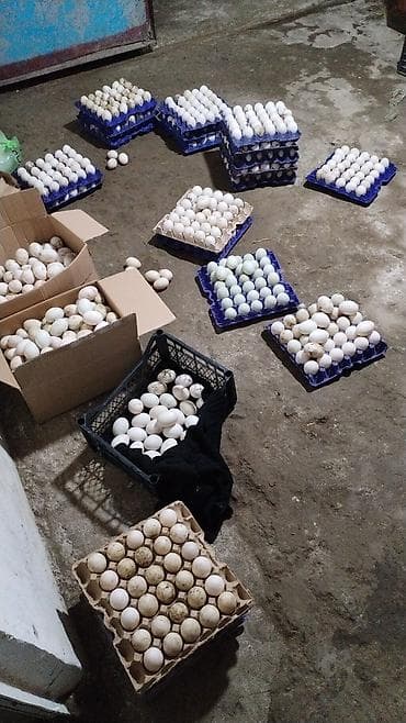 heyrati yumurta: Satış üçün: ördək yumurtası inkubator üçün . gündə 370 400 arasi olur — 2