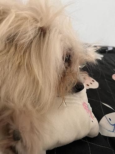 ov itleri: Yorkşir teryer, 2 il, Erkek, Cütləşmə üçün, Ödənişli çatdırılma — 3