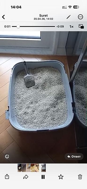 british: Benqal, Erkək, Dişi, Yaxşı əllərə, Ünvandan götürmə — 2