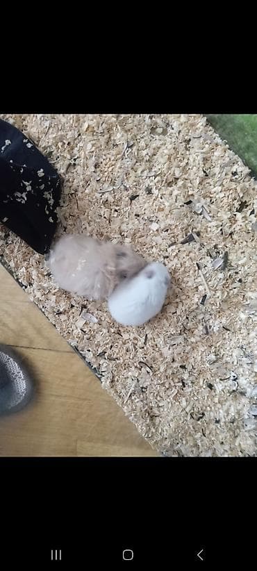 siçan balası: Növ: Hamster (ehtimalən Suriya/uzun tüklü və qısa tüklü balalar) — 1