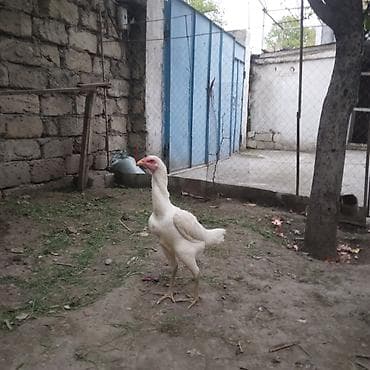 imişli yemi: Toyuq, Damazlıq — 2